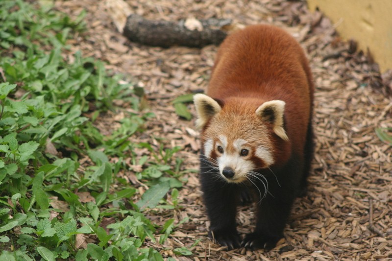 Red Panda Mar - May 2010