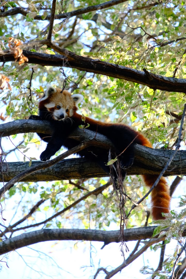 Red Panda - Melbourne Zoo