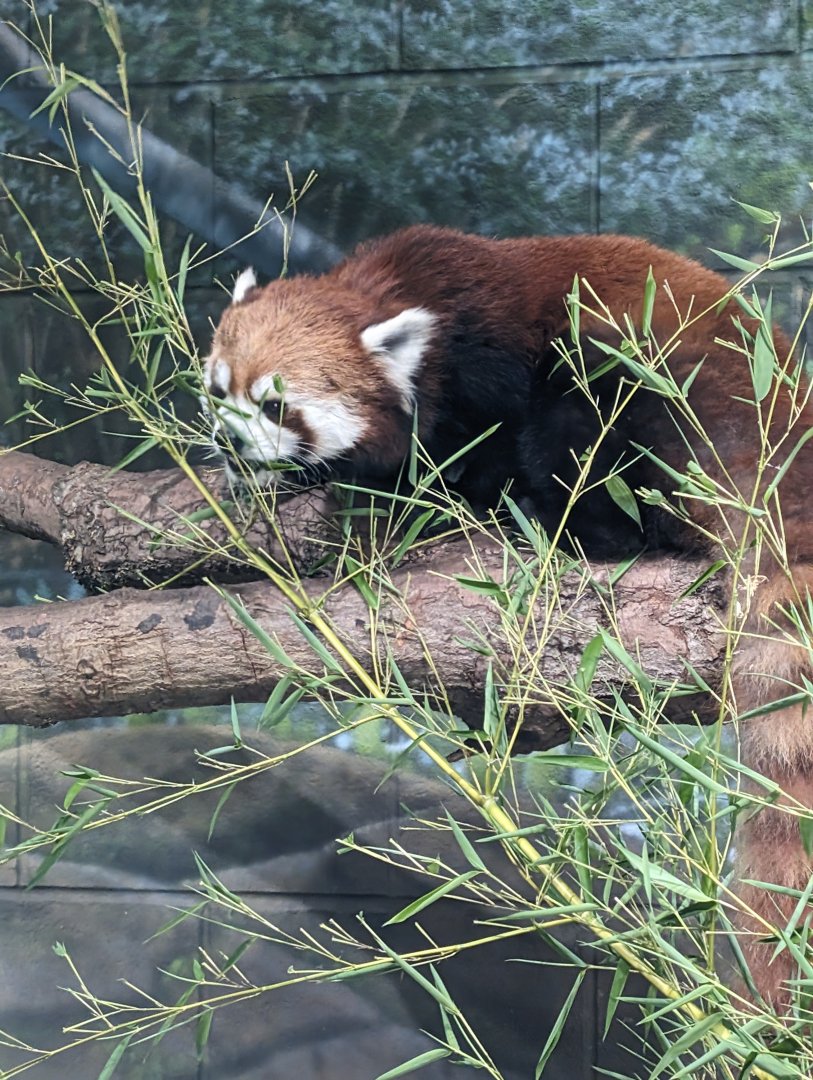 Red Panda "Miso"