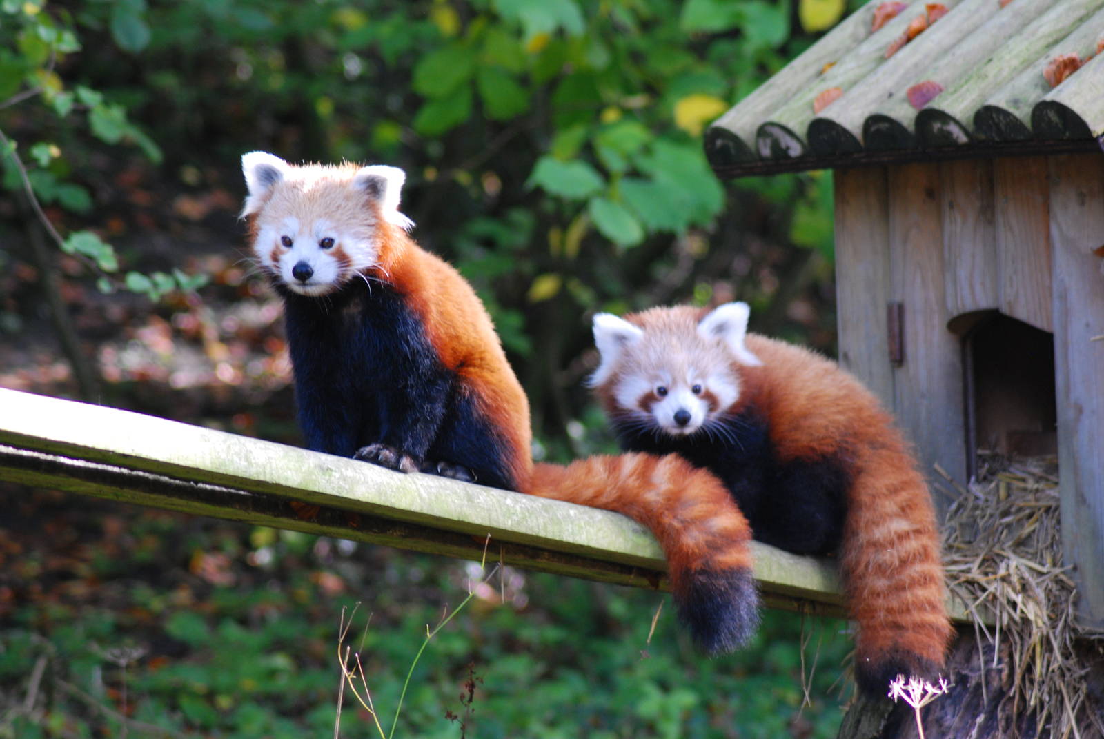 RED PANDA MOM AND CUB