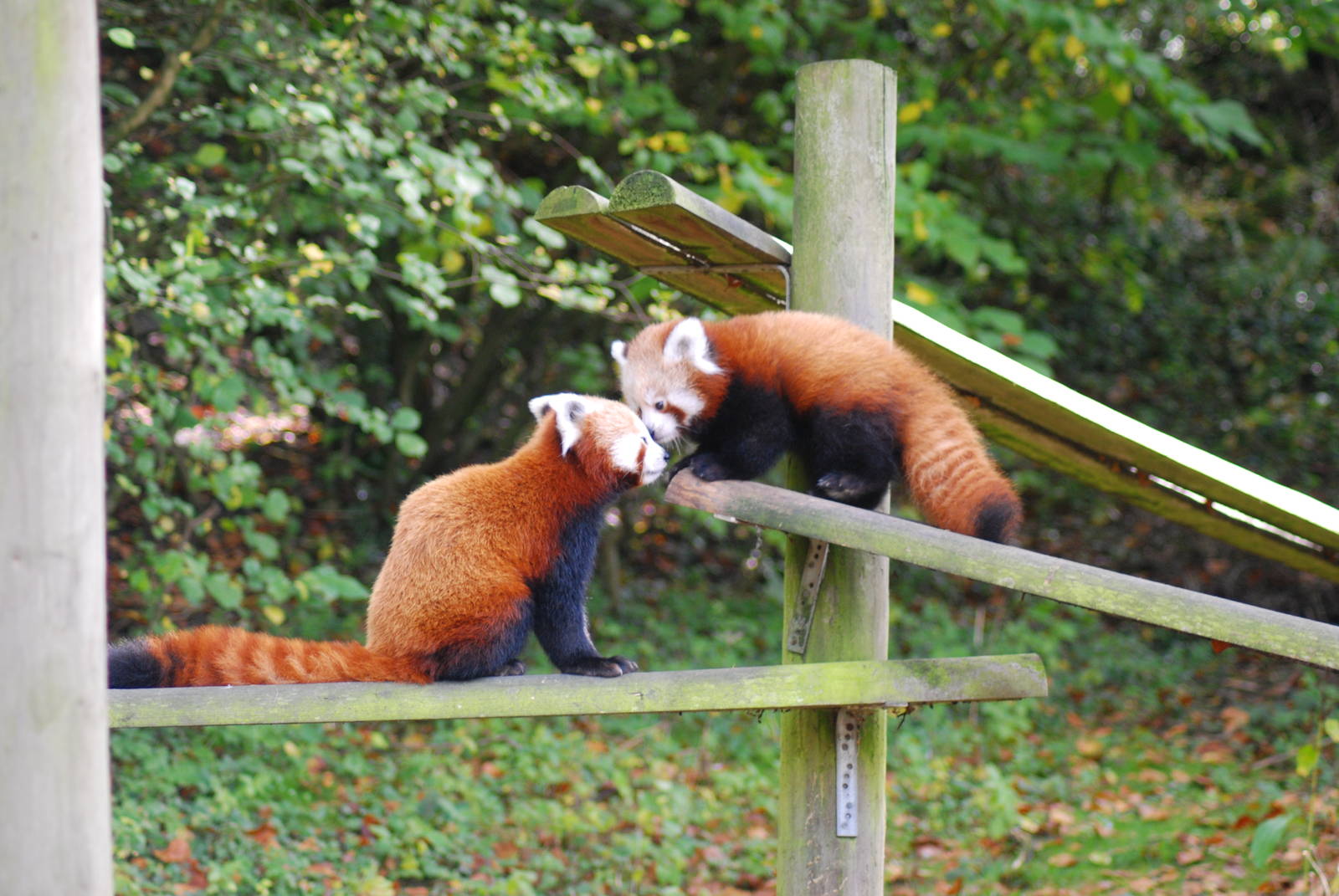 RED PANDA MOM AND CUB