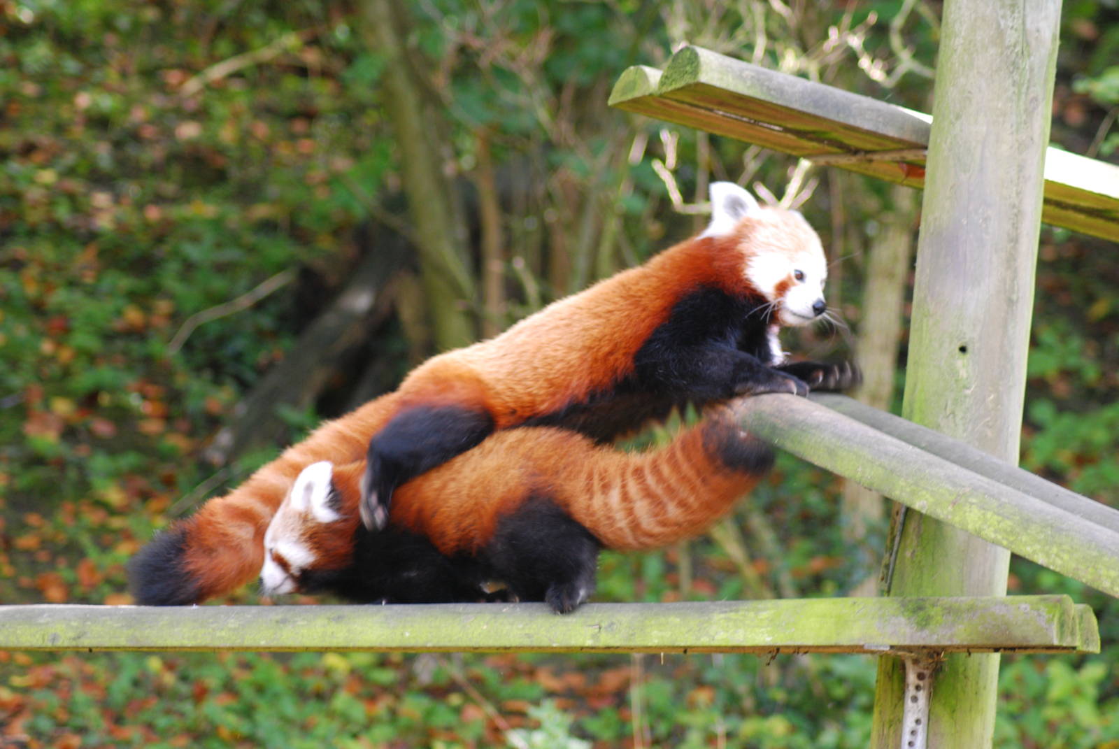RED PANDA MOM AND CUB