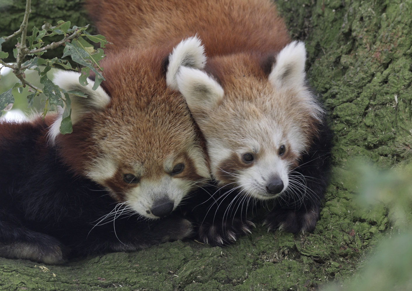 Red panda mother & cub