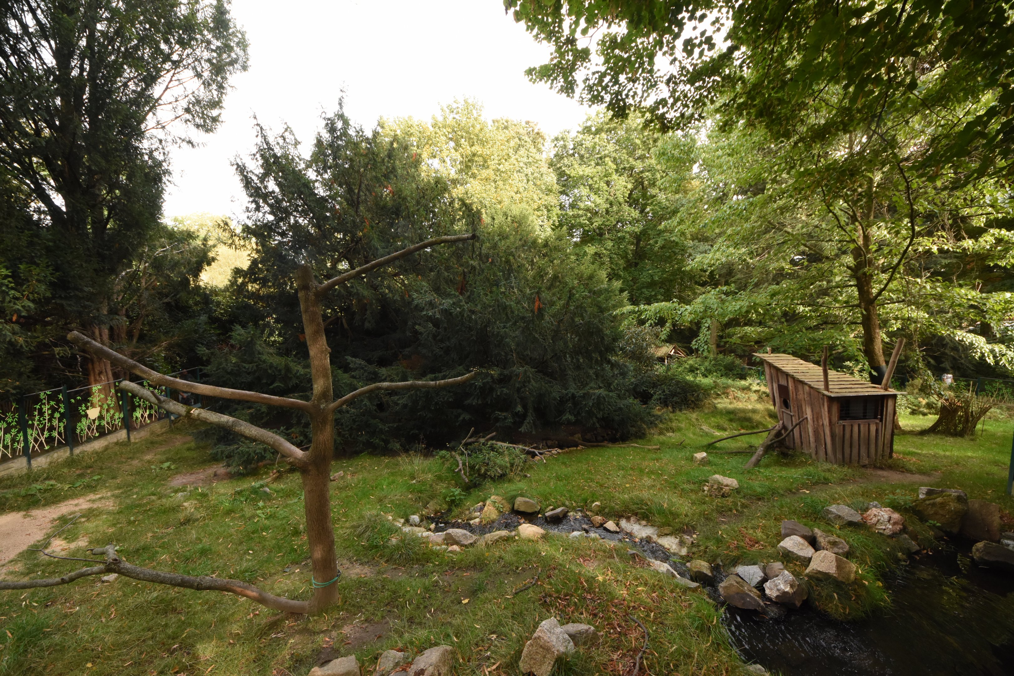 Red panda & Muntjac enclosure