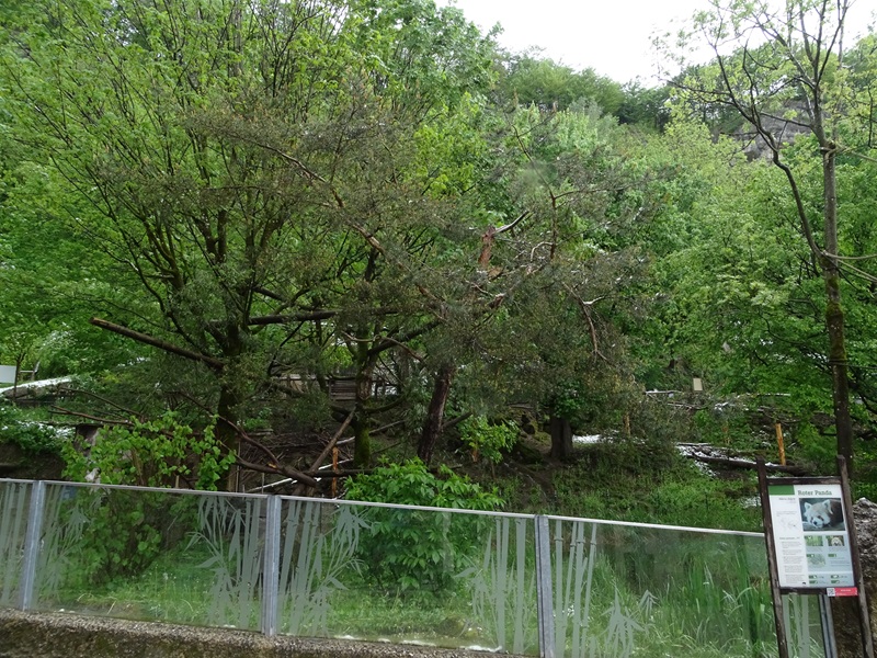 Red panda / muntjac enclosure