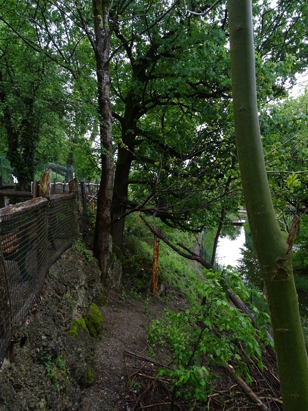 Red panda / muntjac enclosure
