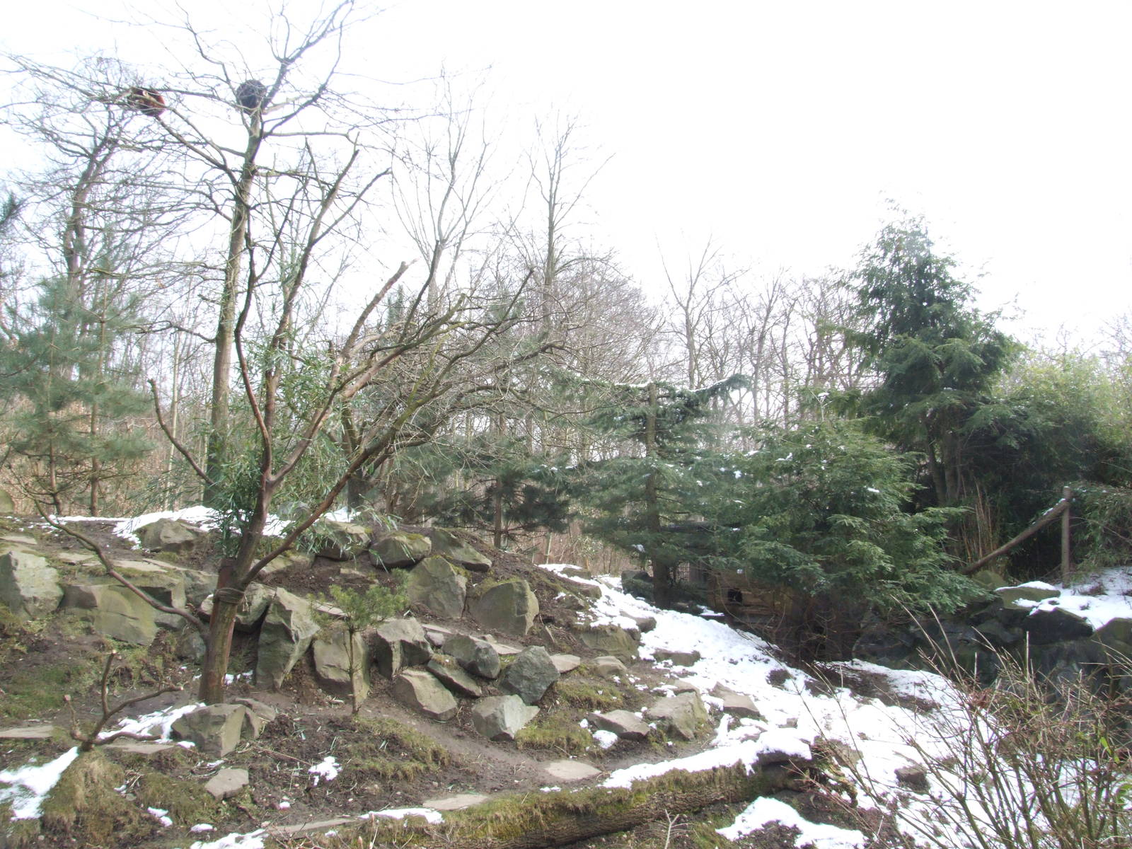 Red Panda/Muntjac Exhibit at Hannover, 23/03/13