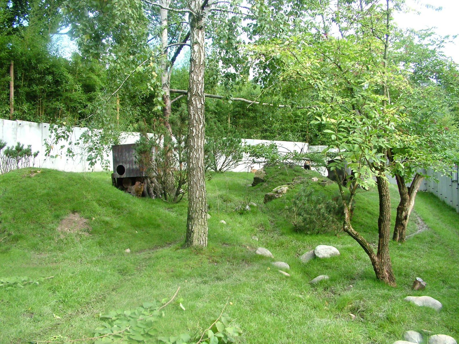 Red Panda/Muntjac Exhibit at Opel-Zoo Kronberg, 30/08/10