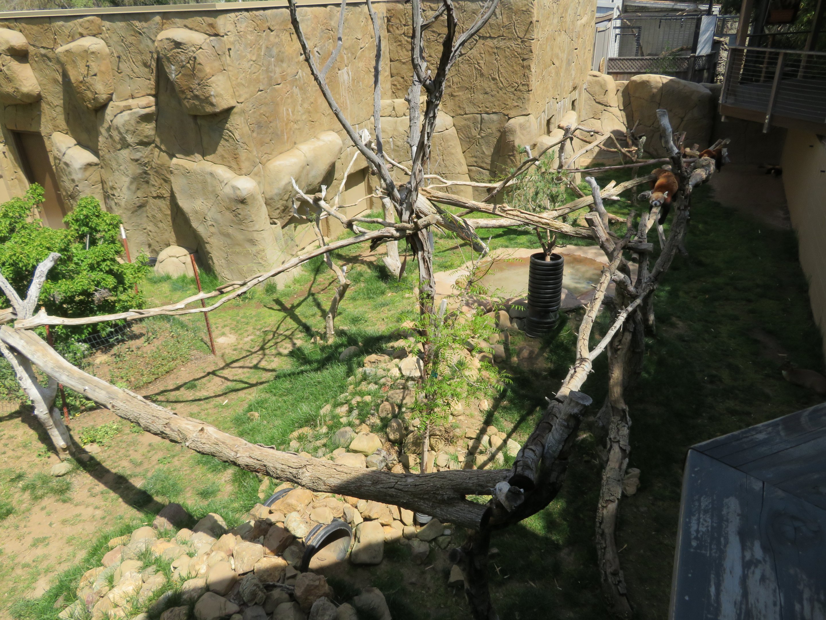 Red Panda/Muntjac Exhibit
