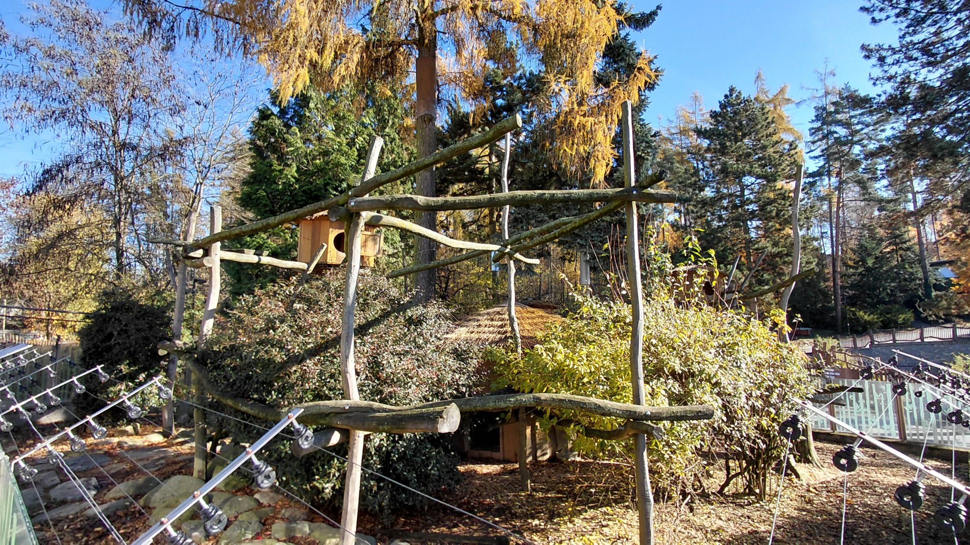 Red panda + muntjac exhibit
