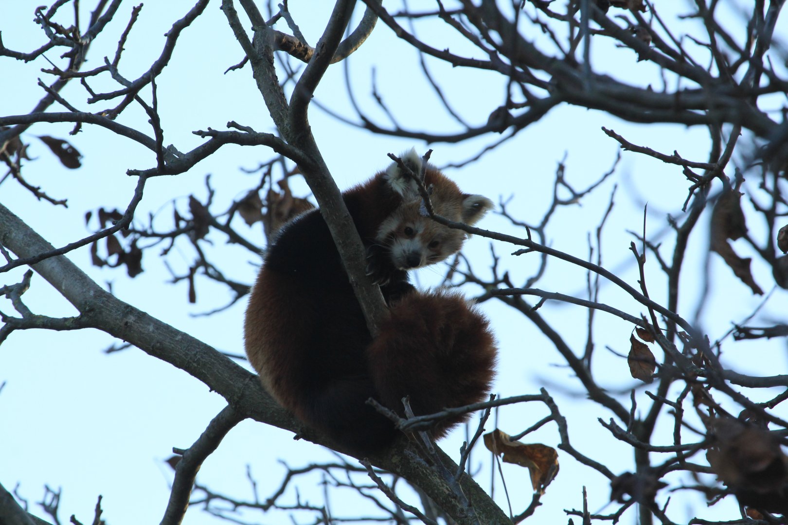 Red Panda (November 2018)