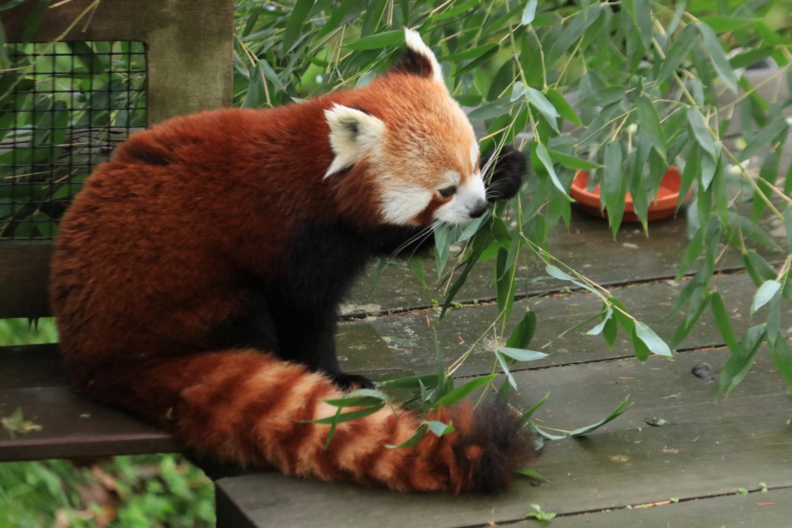 Red Panda (November 2019)