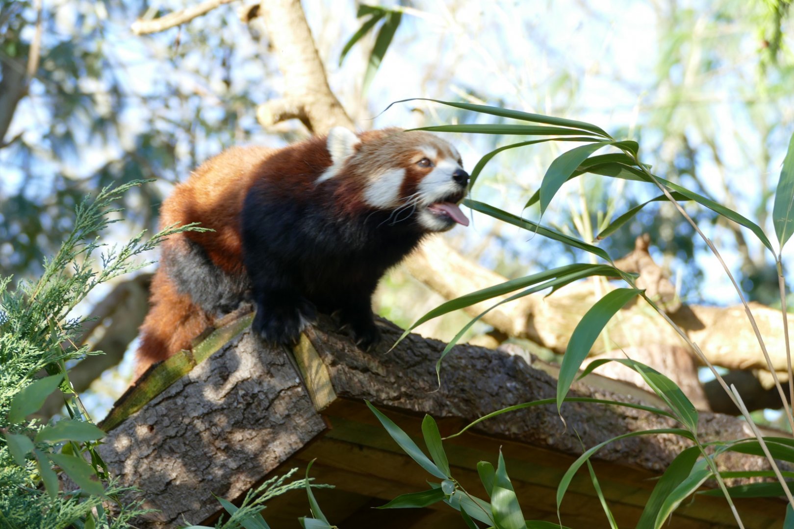 Red Panda, November 2021