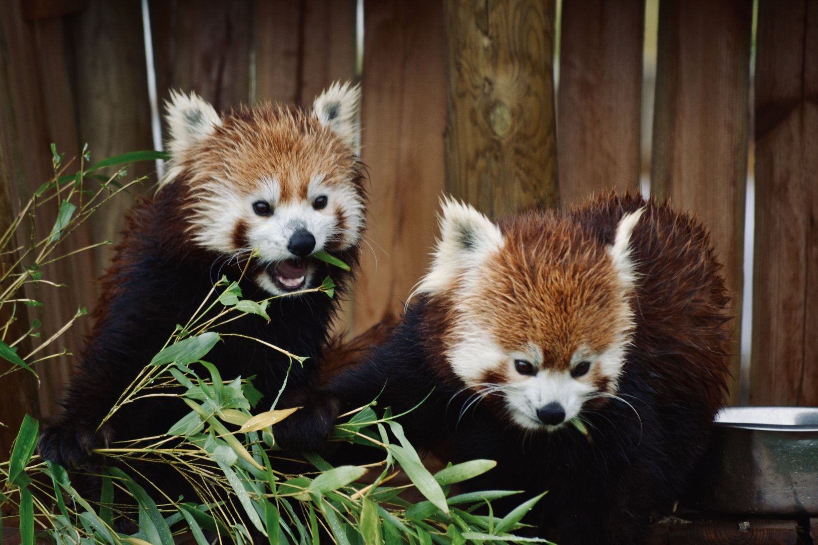 Red Panda - October 2020
