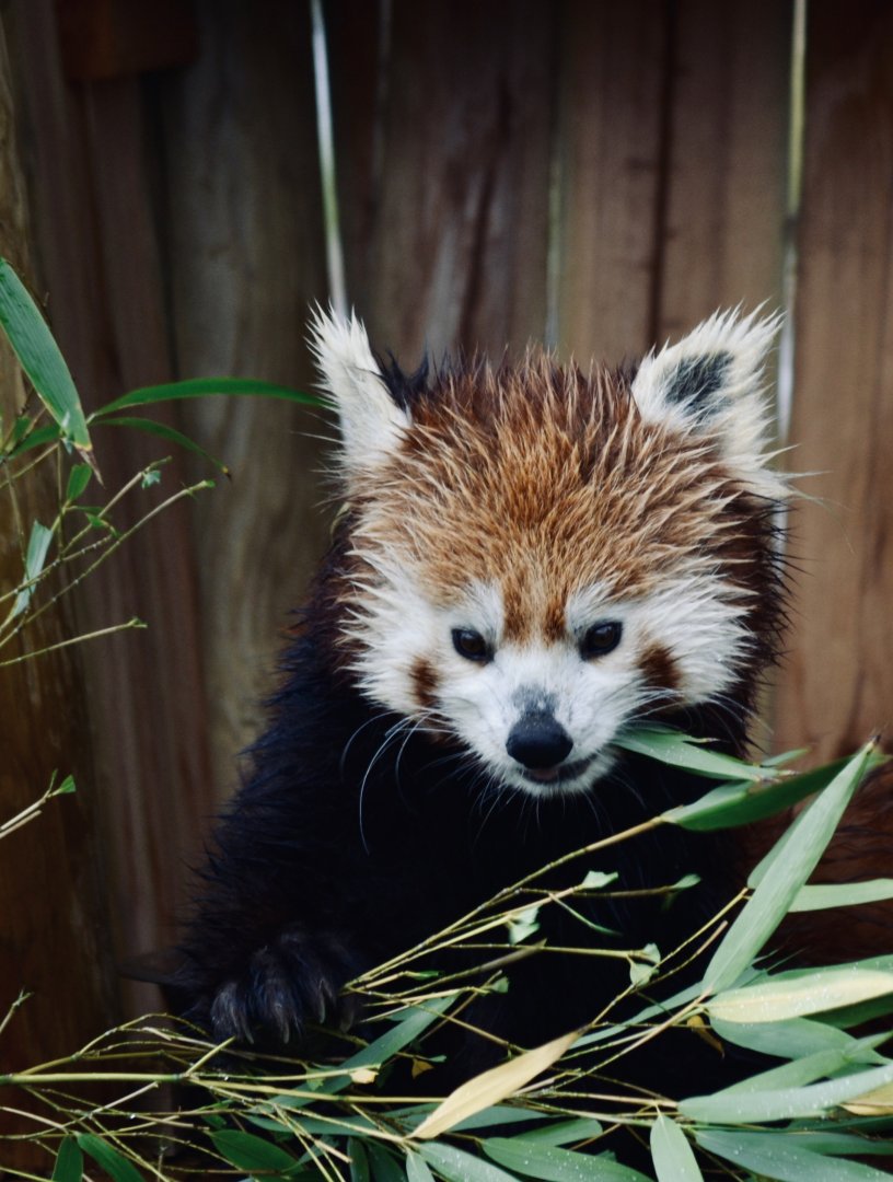 Red Panda - October 2020