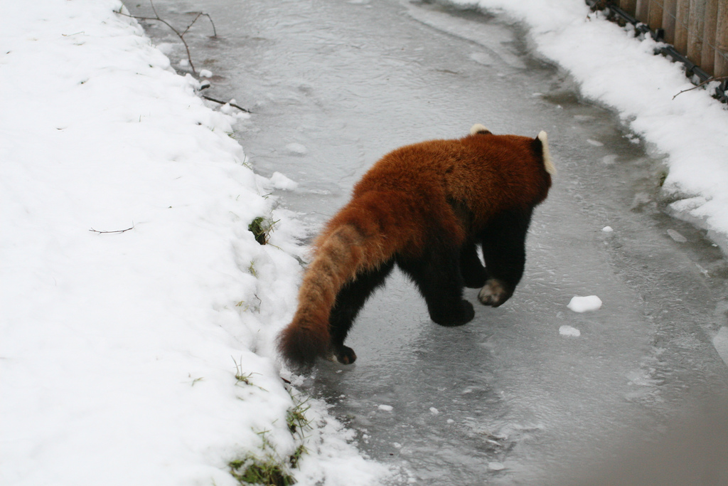 Red Panda on Frozen Moat #1