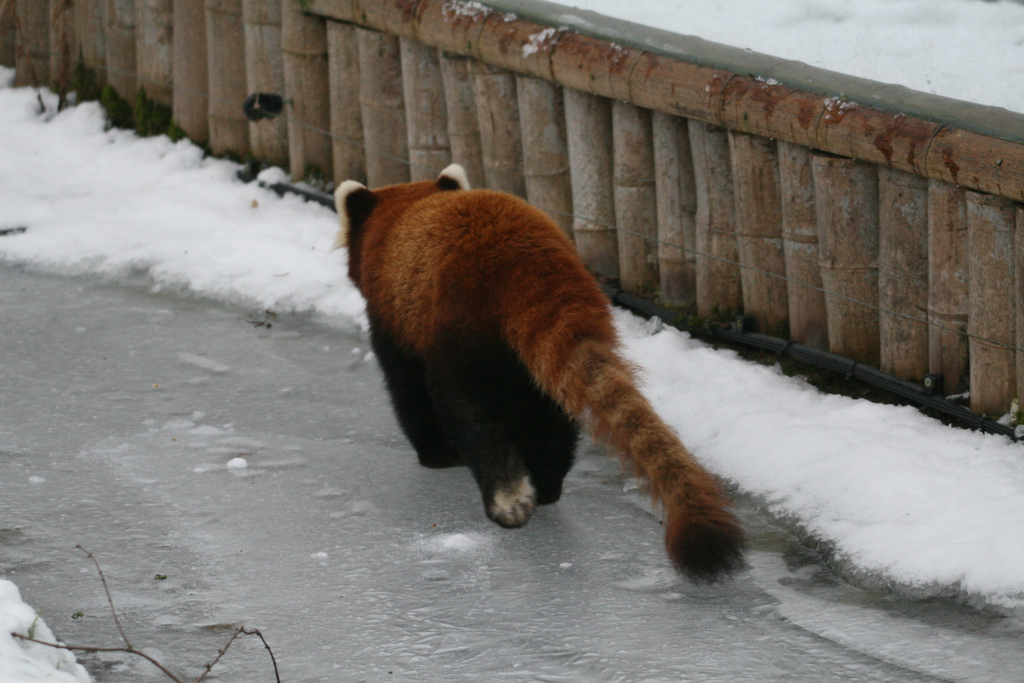 Red Panda on Frozen Moat #2