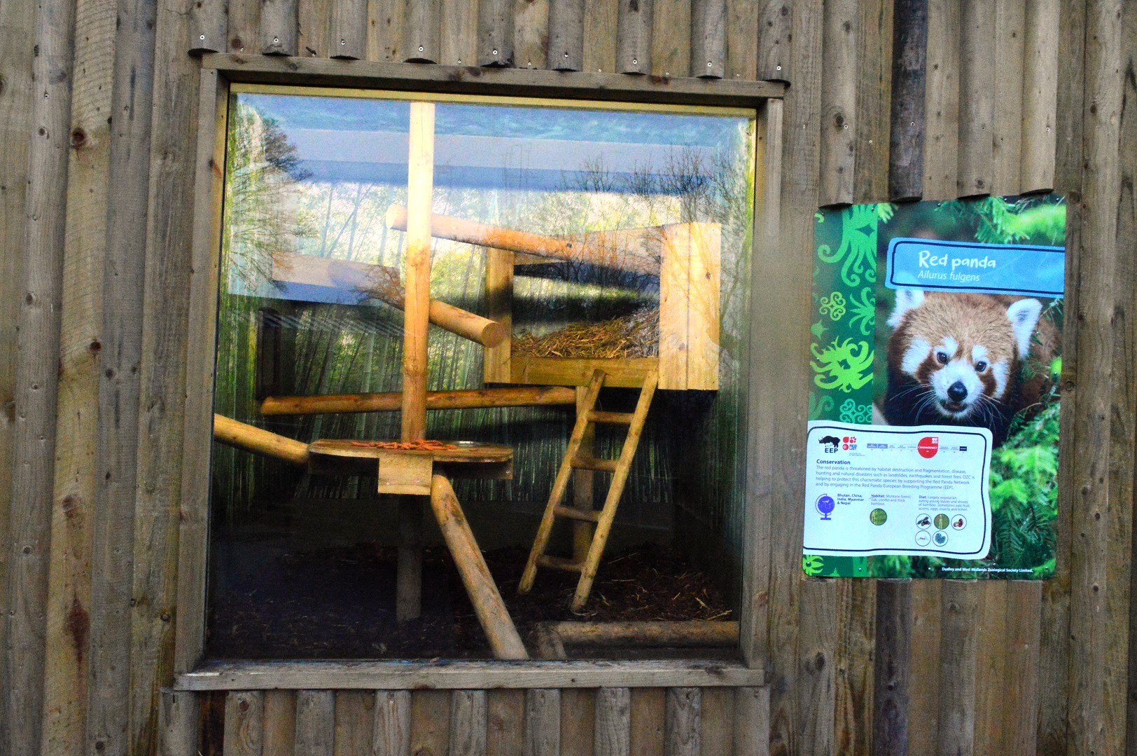 Red panda on-show den.