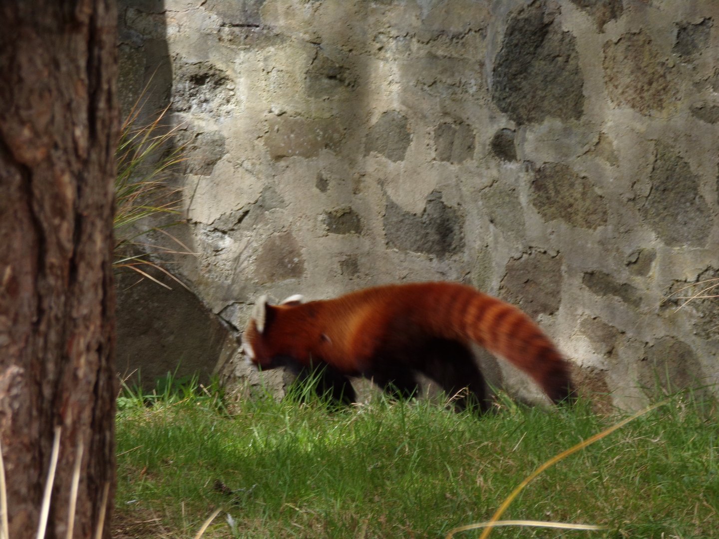 Red panda on the move 20.4.25