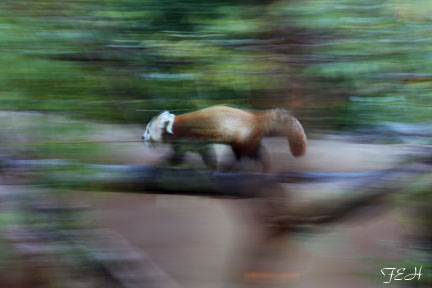 red panda on the move