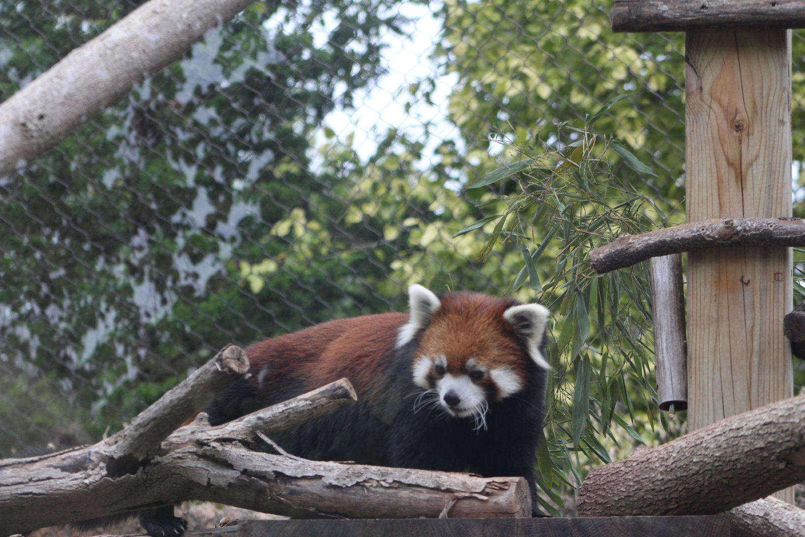Red Panda on the Move