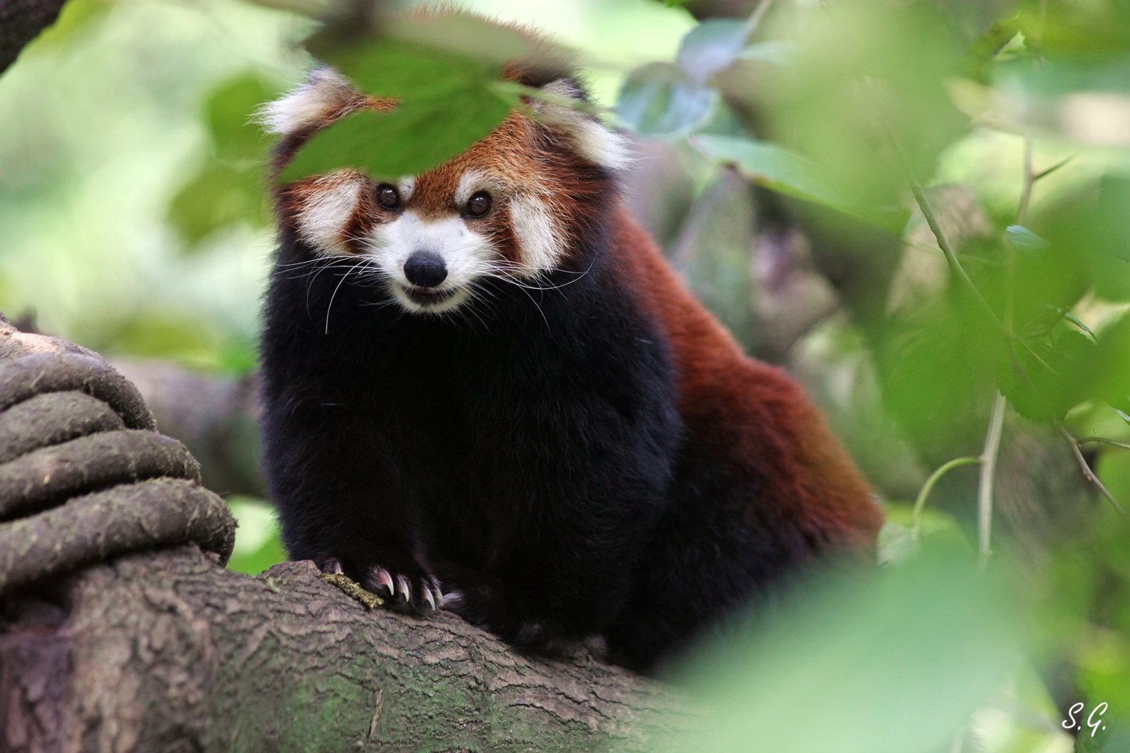 Red panda on tree