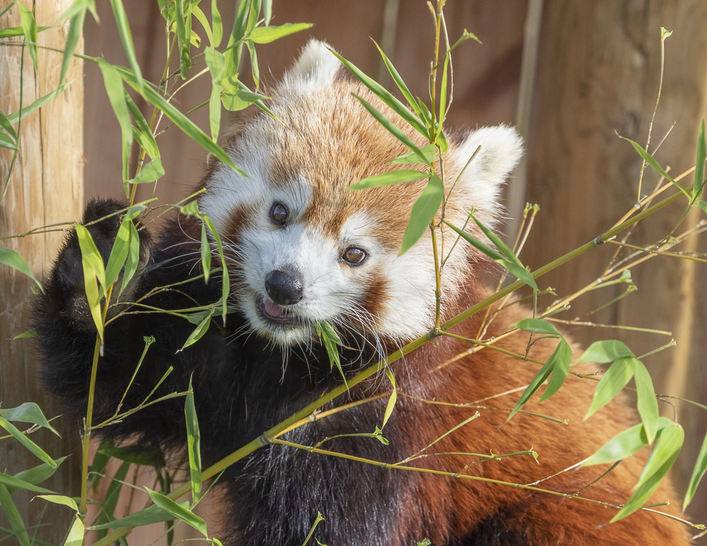 Red Panda (one of 2 sisters)@ ywp