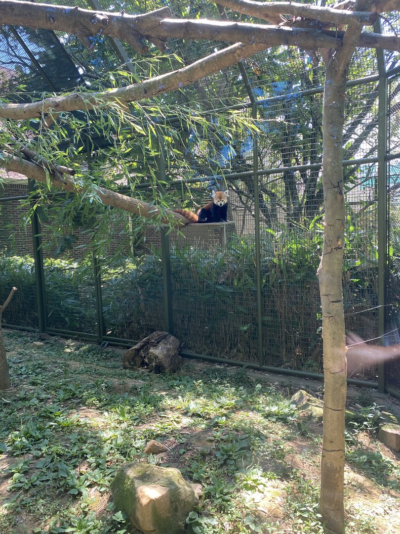 Red Panda Outdoor 7-11-2023
