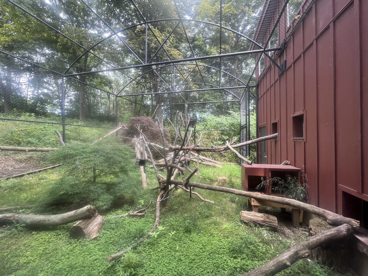 Red Panda Outdoor Exhibit
