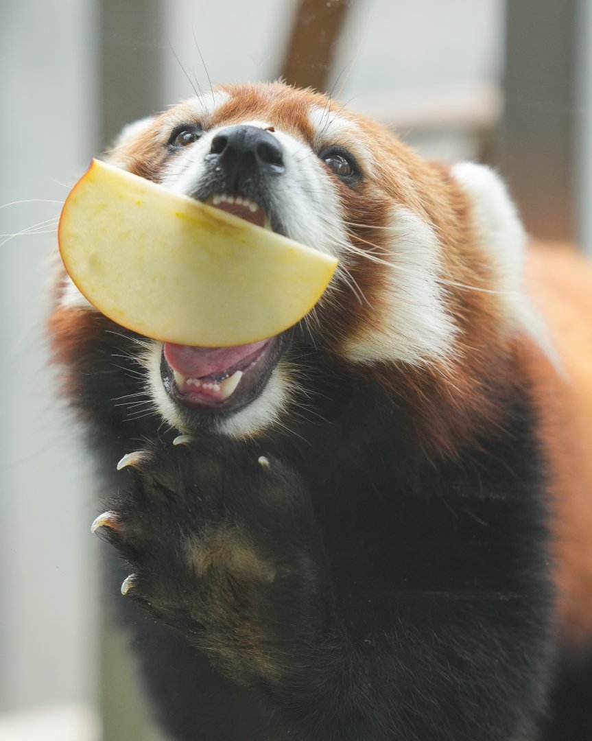 Red panda outdoor exhibit