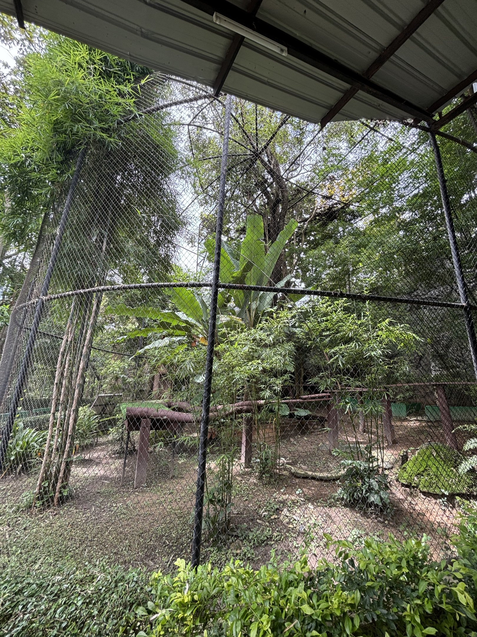 Red Panda Outdoor Exhibit