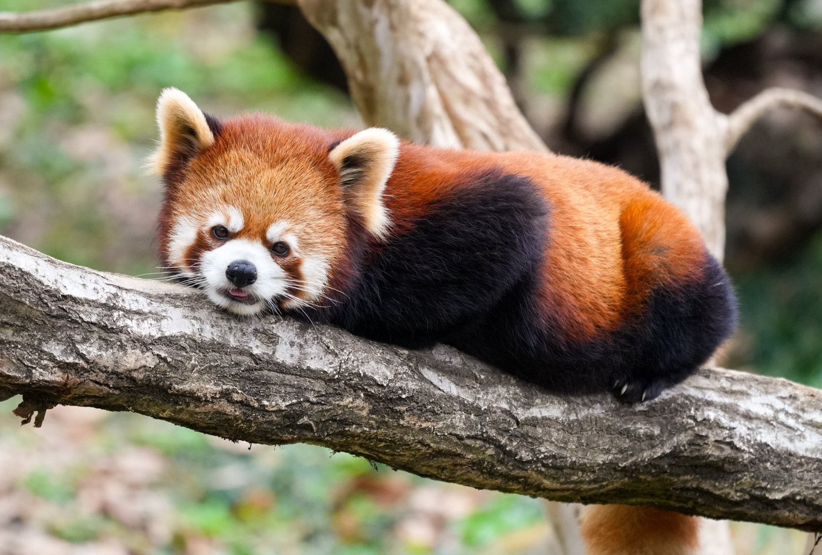 Red panda, outdoor exhibition