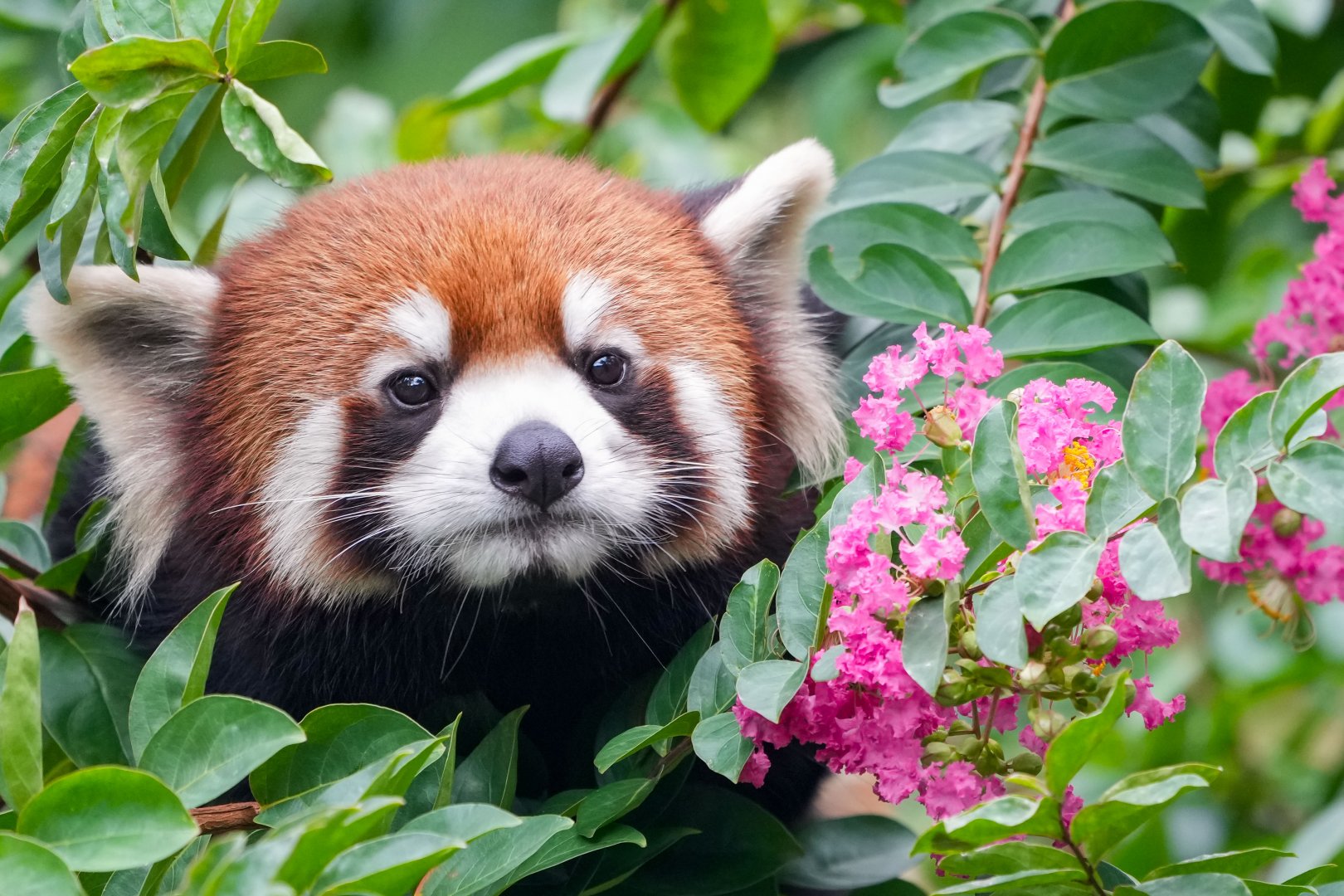 Red panda, outdoor exhibition