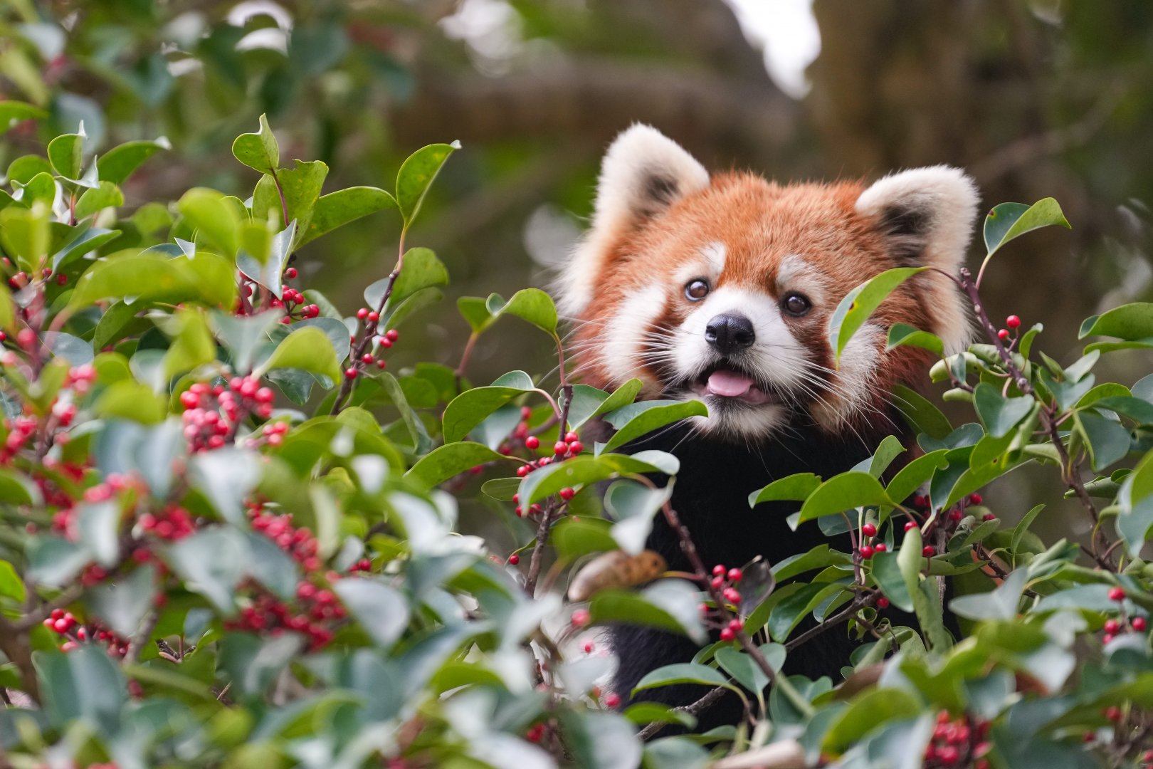 Red panda, outdoor exhibition