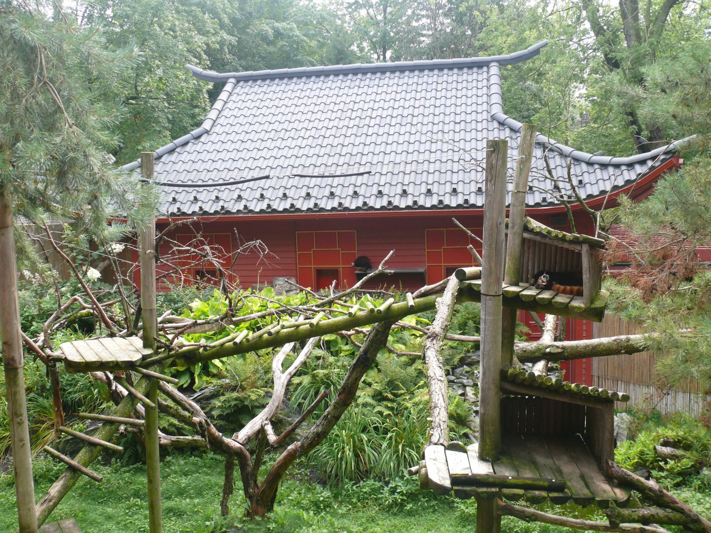 Red Panda outdoor habitat - 24-08-2020
