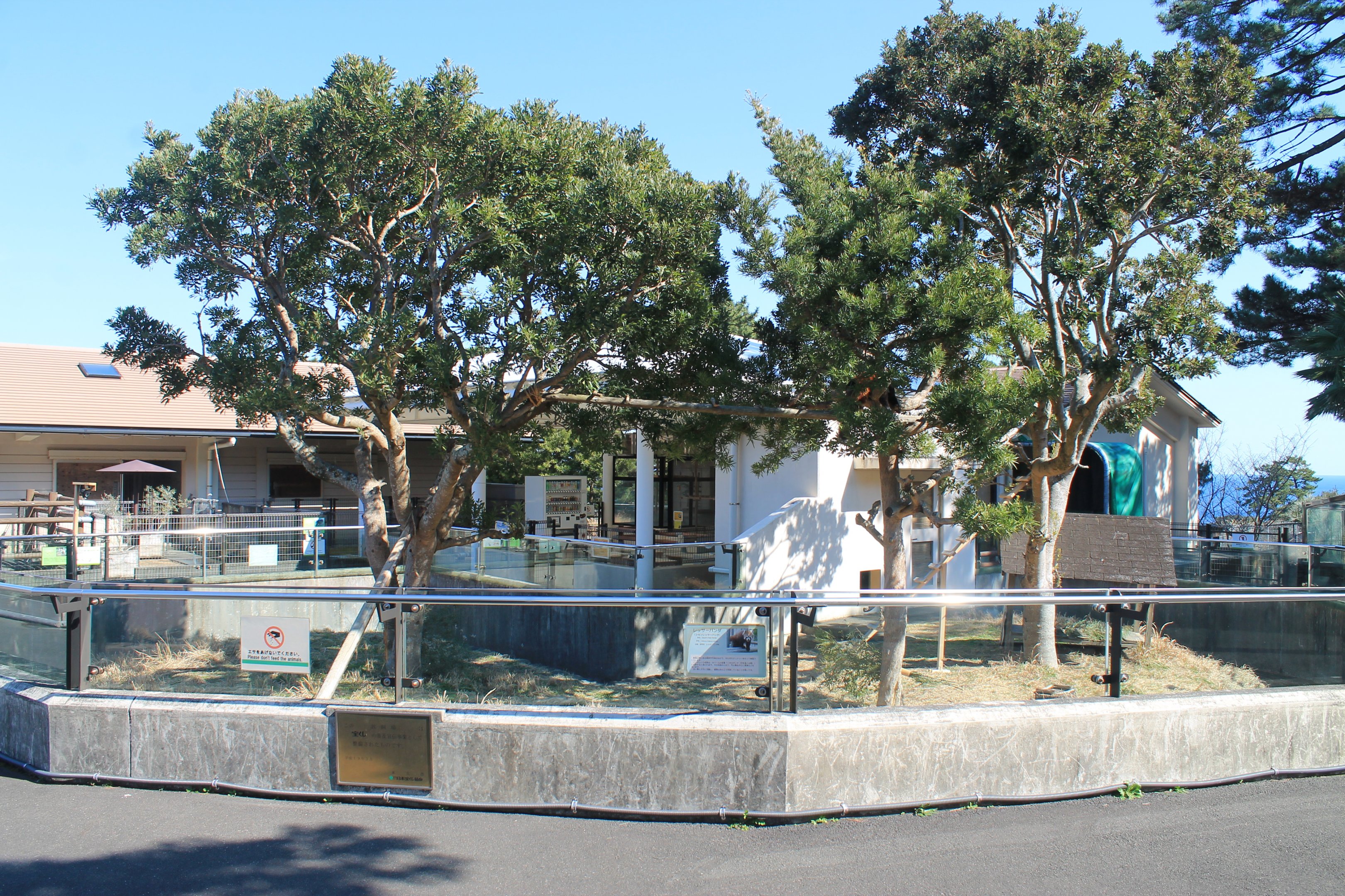 Red Panda outdoors - Oshima Park Zoo