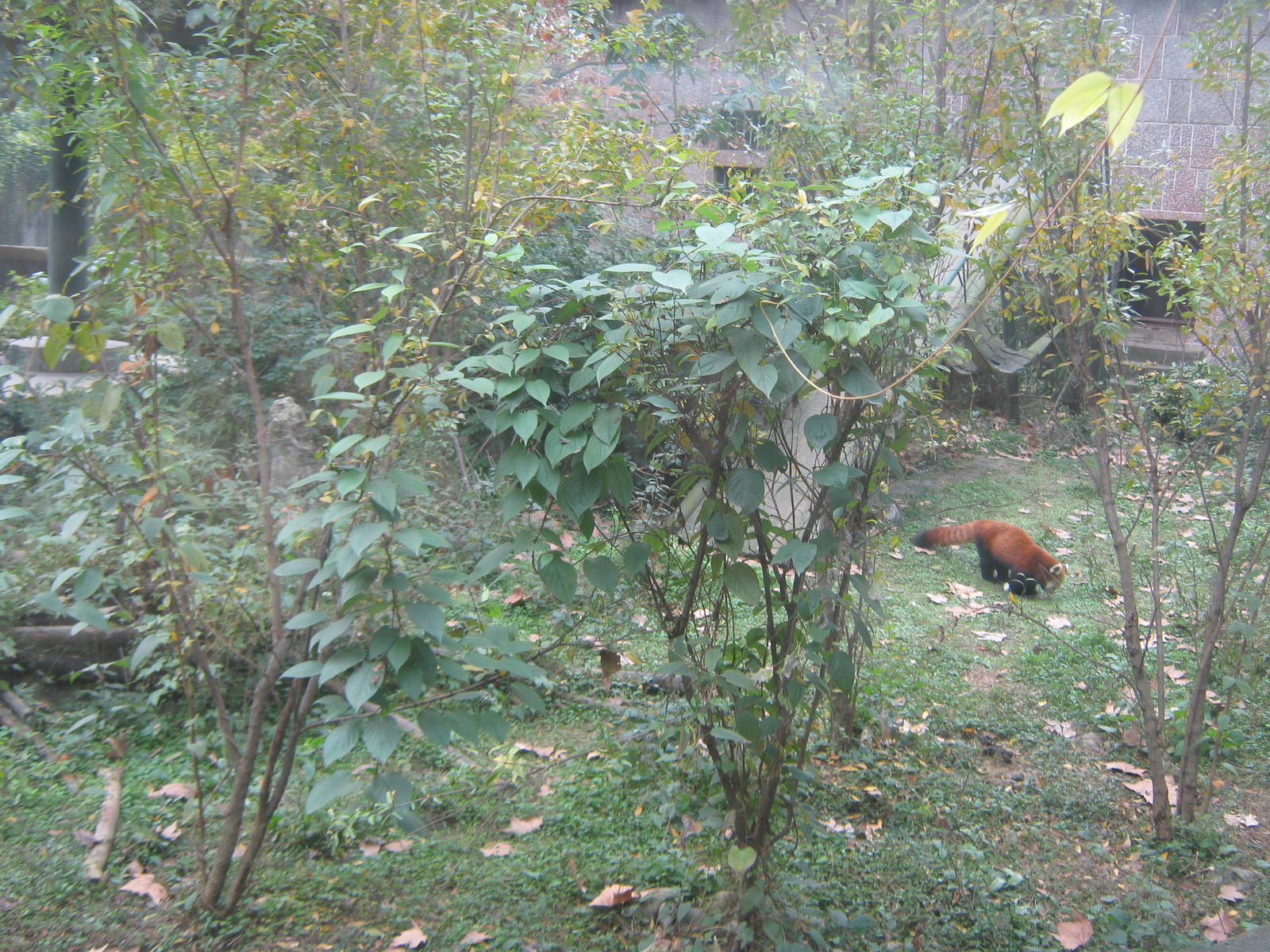 red panda, outside enclosure