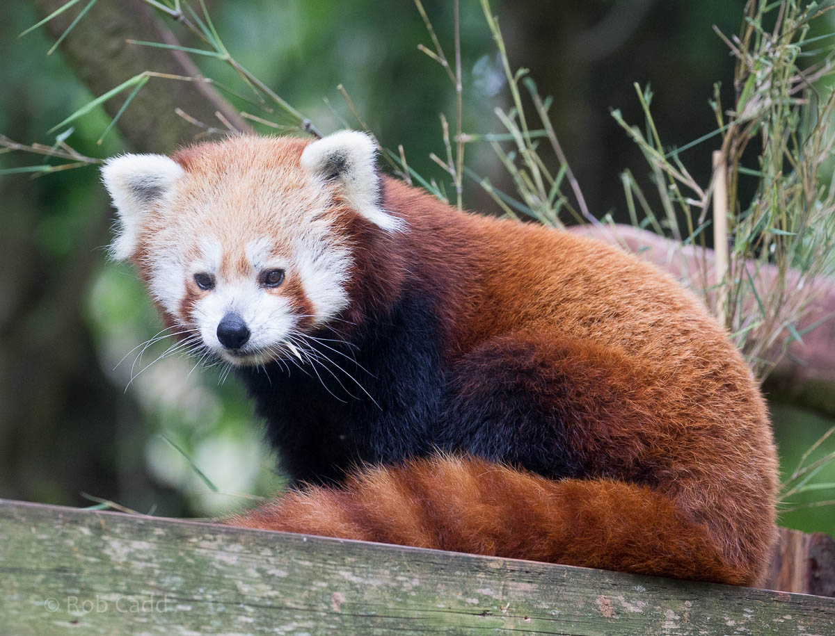 Red panda : Paignton : 23 Sep 2015