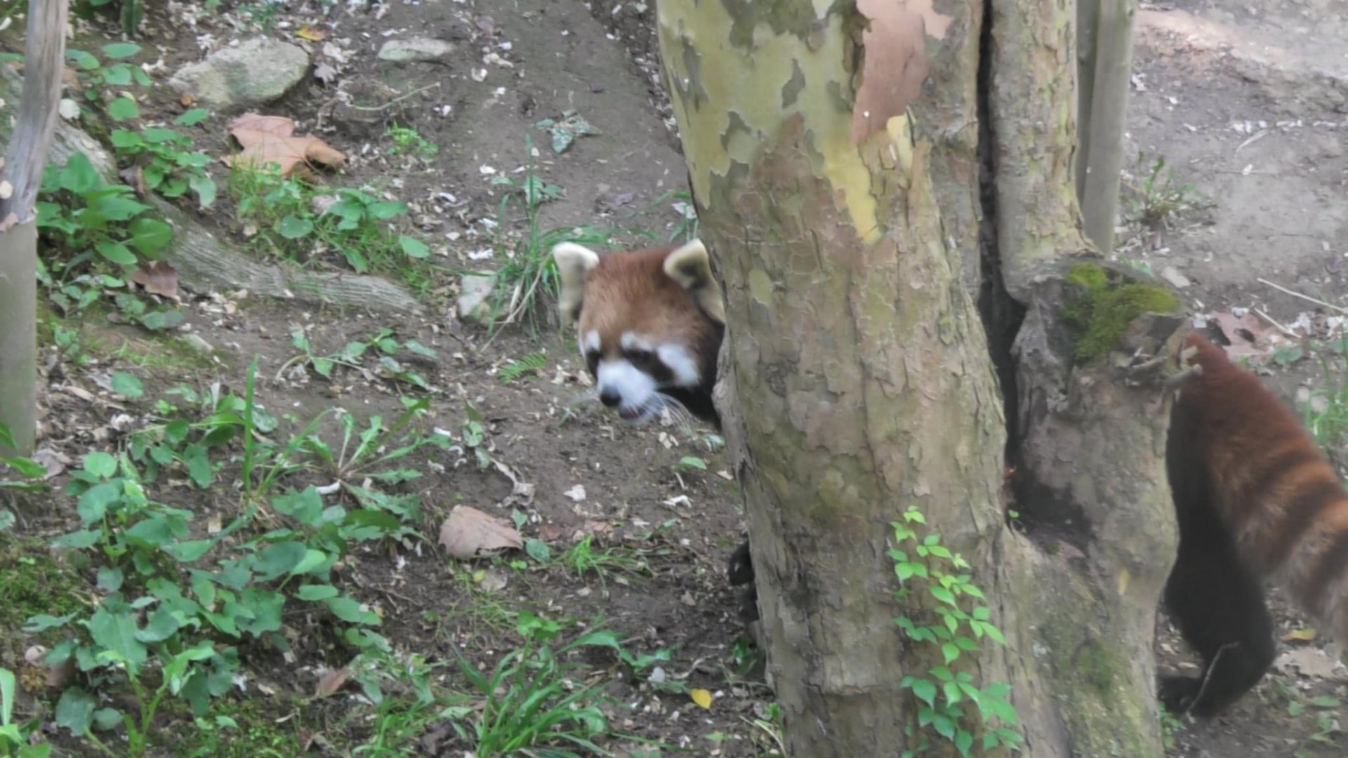Red panda peaks it's head around a tree