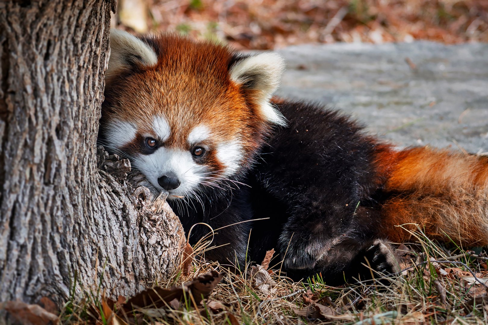 Red panda, Poppy