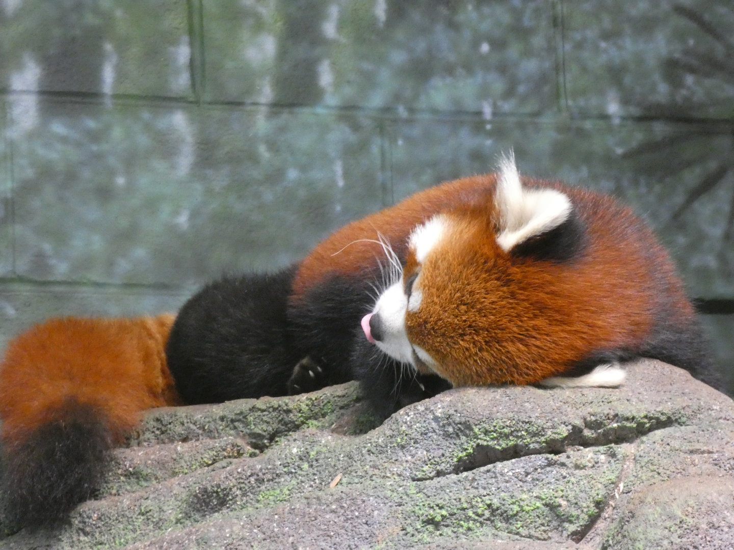 Red Panda "Ravi" at the Greensboro Science Center