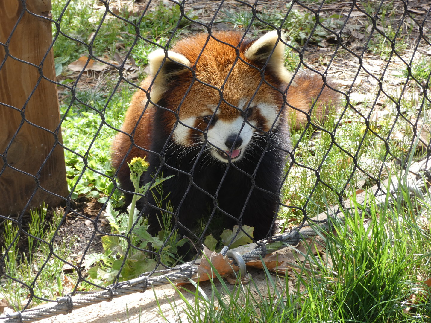 Red Panda "Ravi"