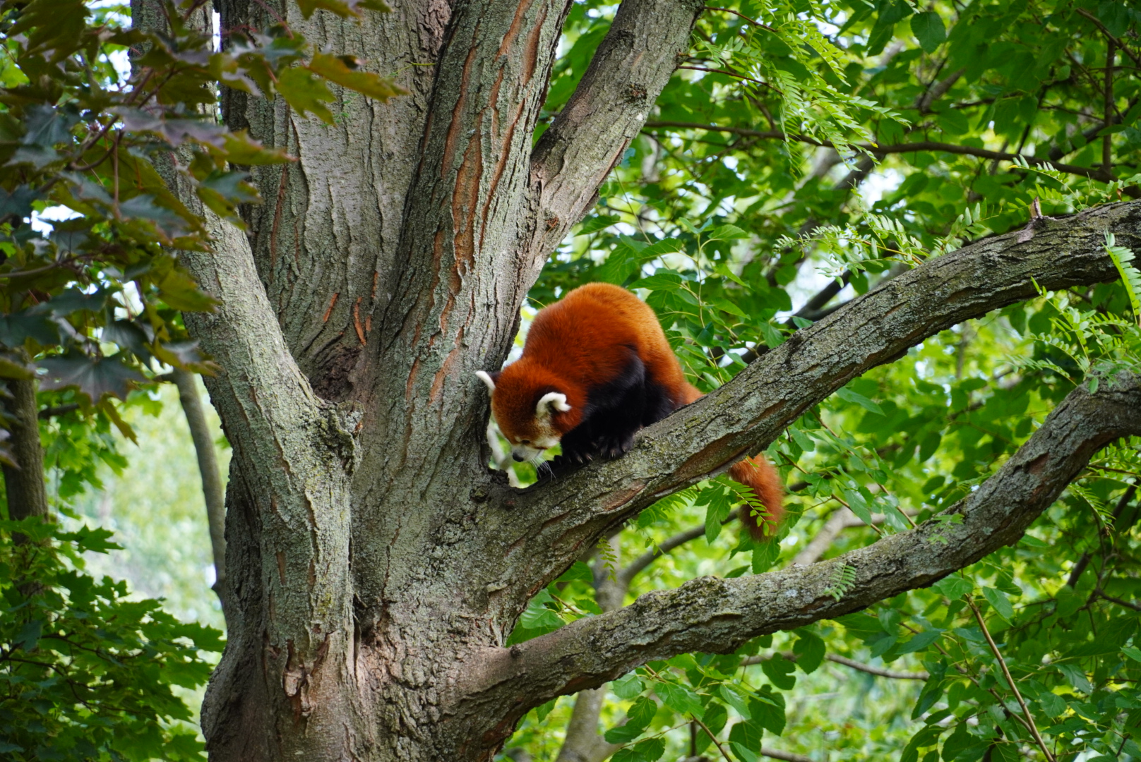Red Panda “Ravi”