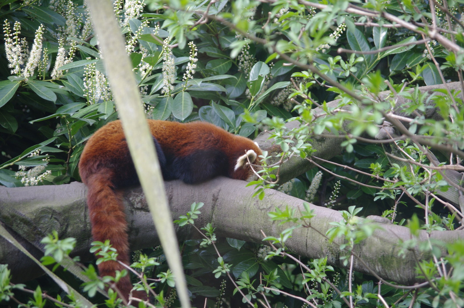 Red Panda- Realm of The Red Ape- 4/4/2023