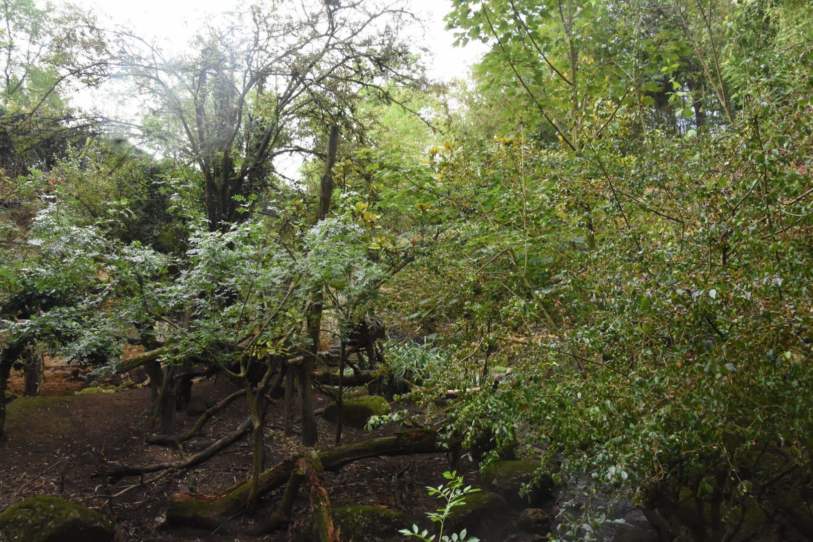Red Panda & Reeve's Muntjac enclosure