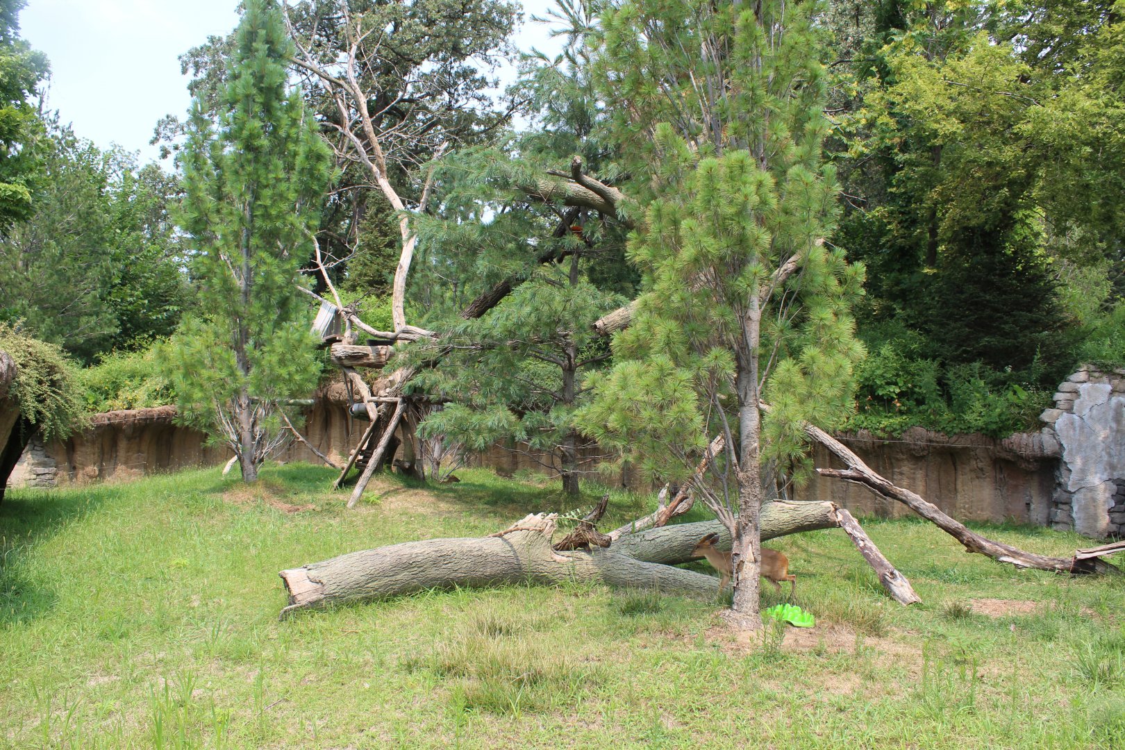 Red Panda & Reeve's Muntjac Exhibit - Asian Highlands