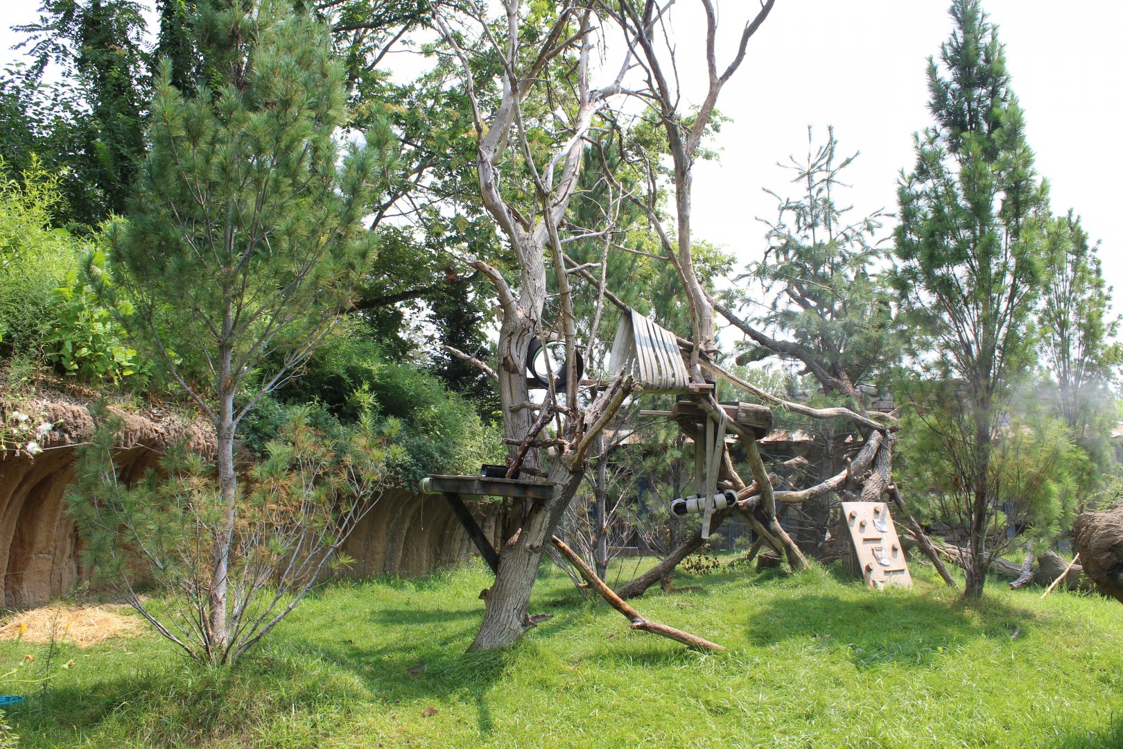 Red Panda & Reeve's Muntjac Exhibit - Asian Highlands