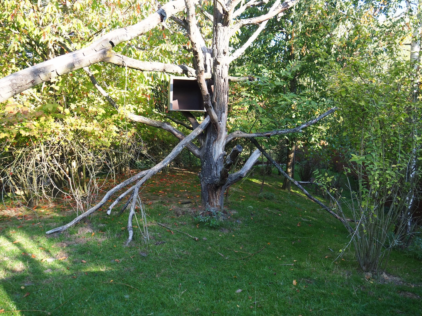 Red panda - Reeves' muntjac exhibit (Oct 13th, 2018)
