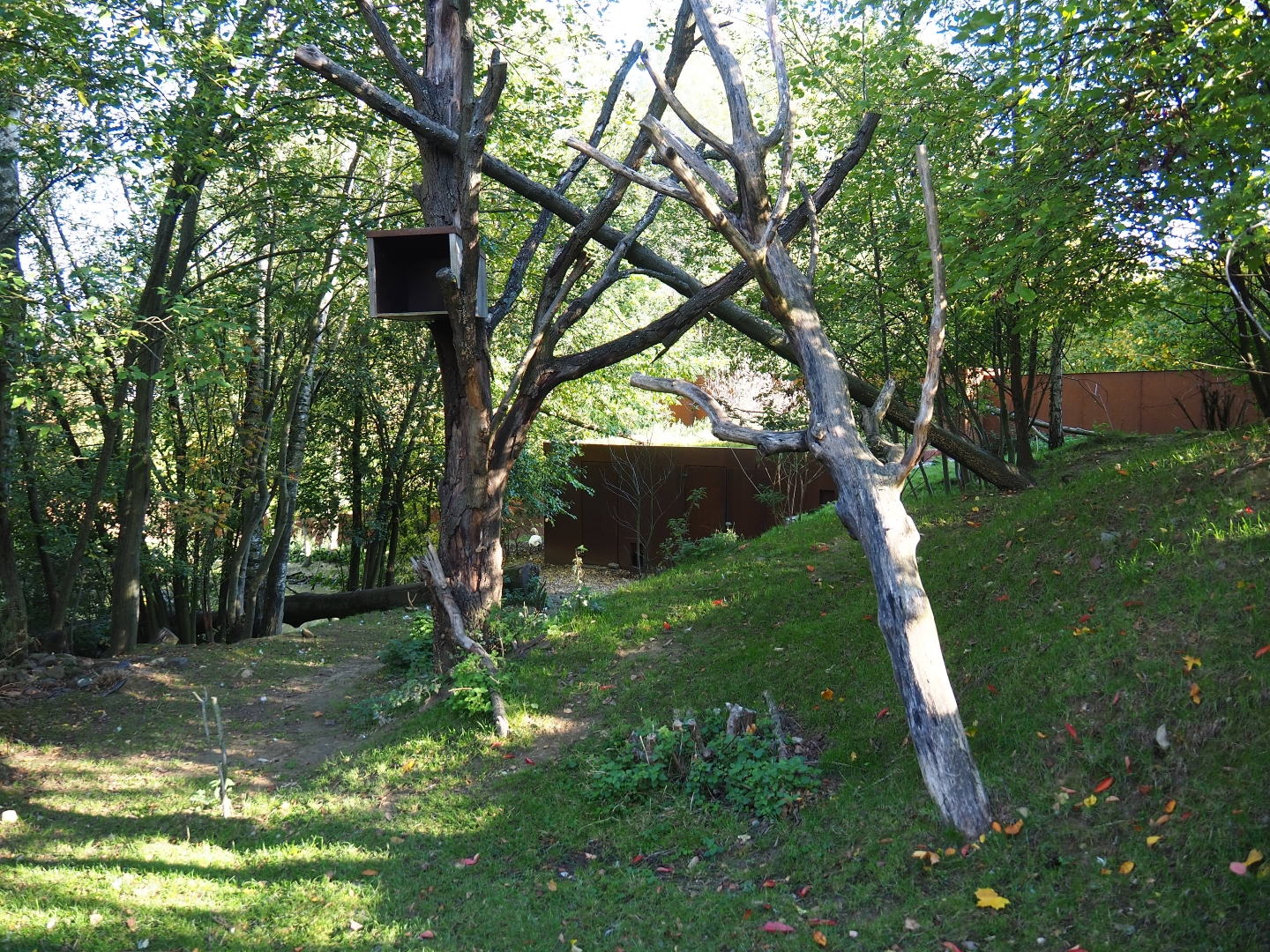 Red panda - Reeves' muntjac exhibit (Oct 13th, 2018)