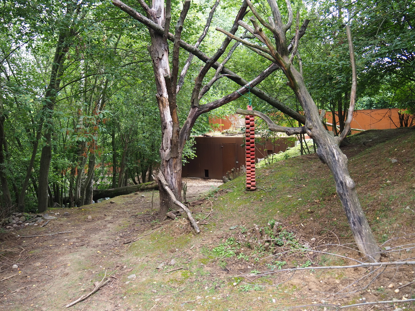 Red panda - Reeves' muntjac - Swan goose exhibit, 2019-07-21